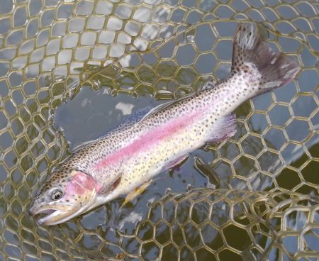 大安トラウトレイク釣果